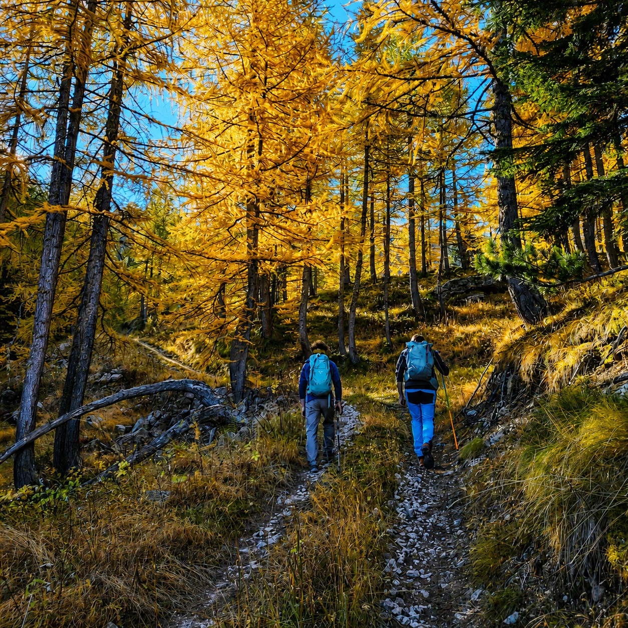 Foresta di larici in autunno